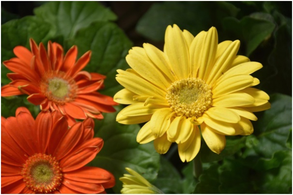How Do You Care For A Gerbera Plant? These Are The Treatment Methods That You Should Do.0